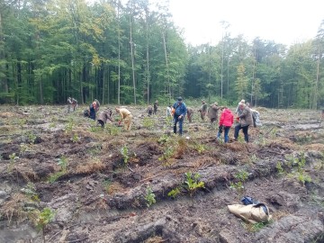 Akcja sadzenia dębów w Nadleśnictwie Brzeziny, 